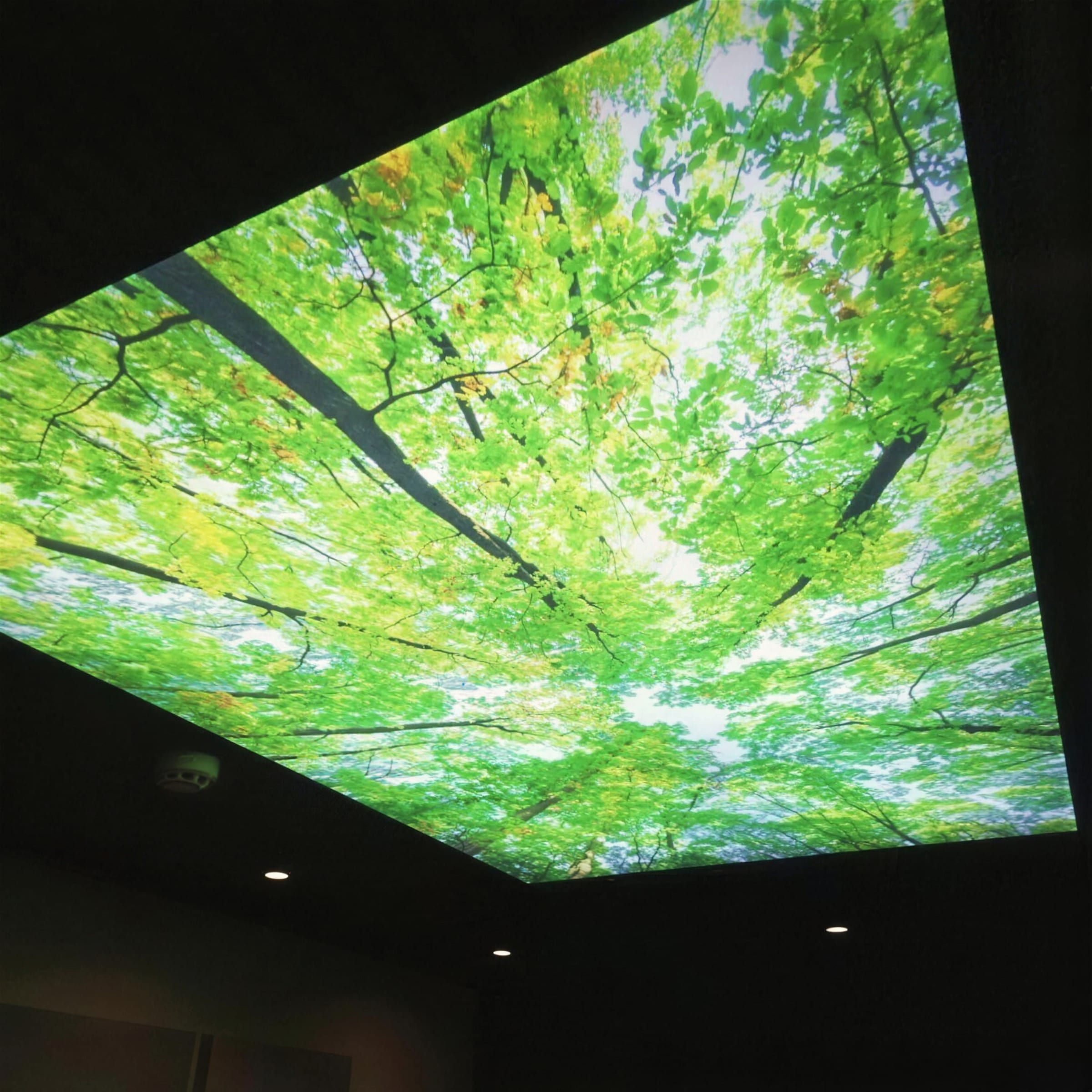 Large backlit forest-canopy ceiling panel glowing above a dark room with recessed downlights, panel edge-to-edge and razor sharp.