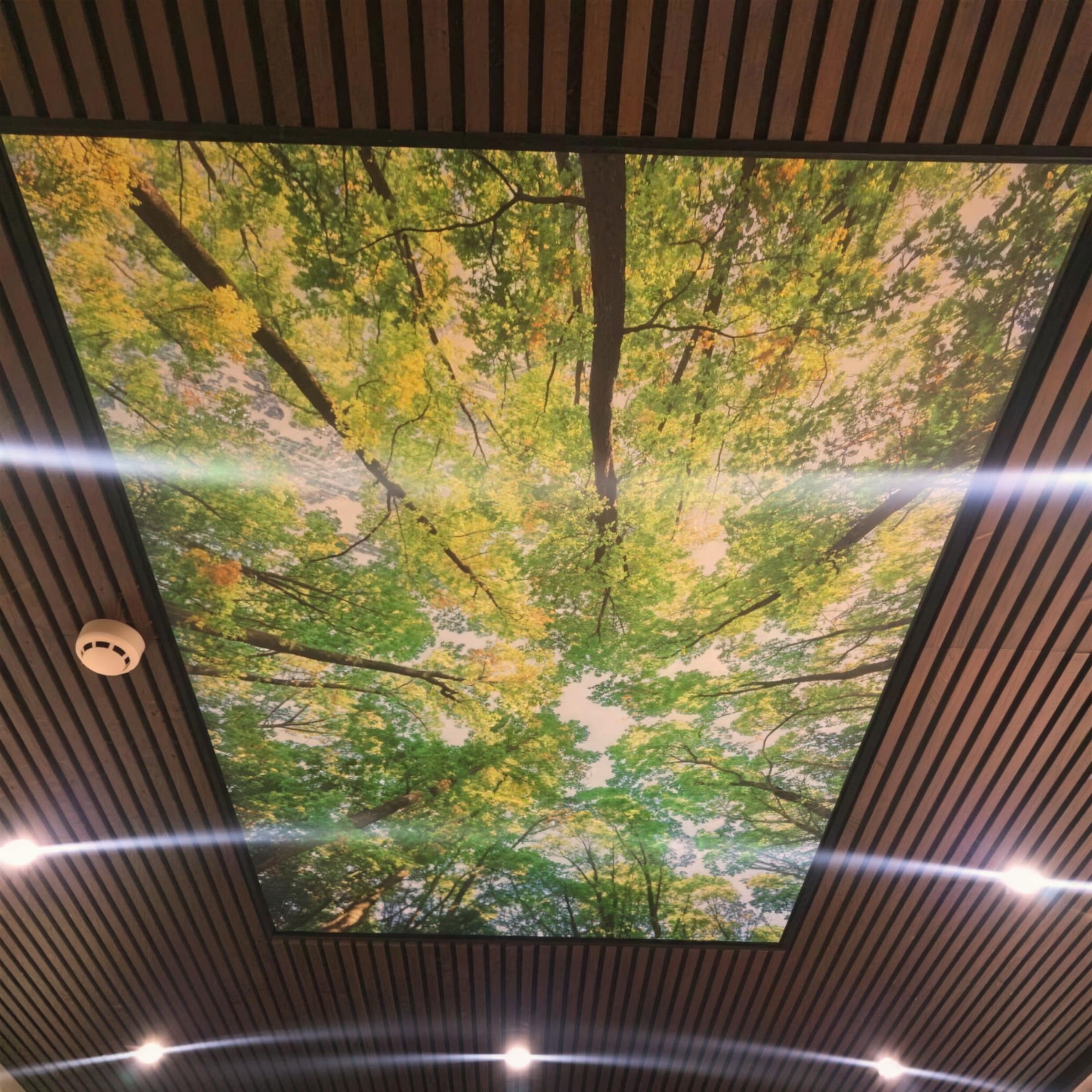 Autumn forest-canopy light panel recessed into a walnut-slat acoustic ceiling with soft flares from surrounding downlights.